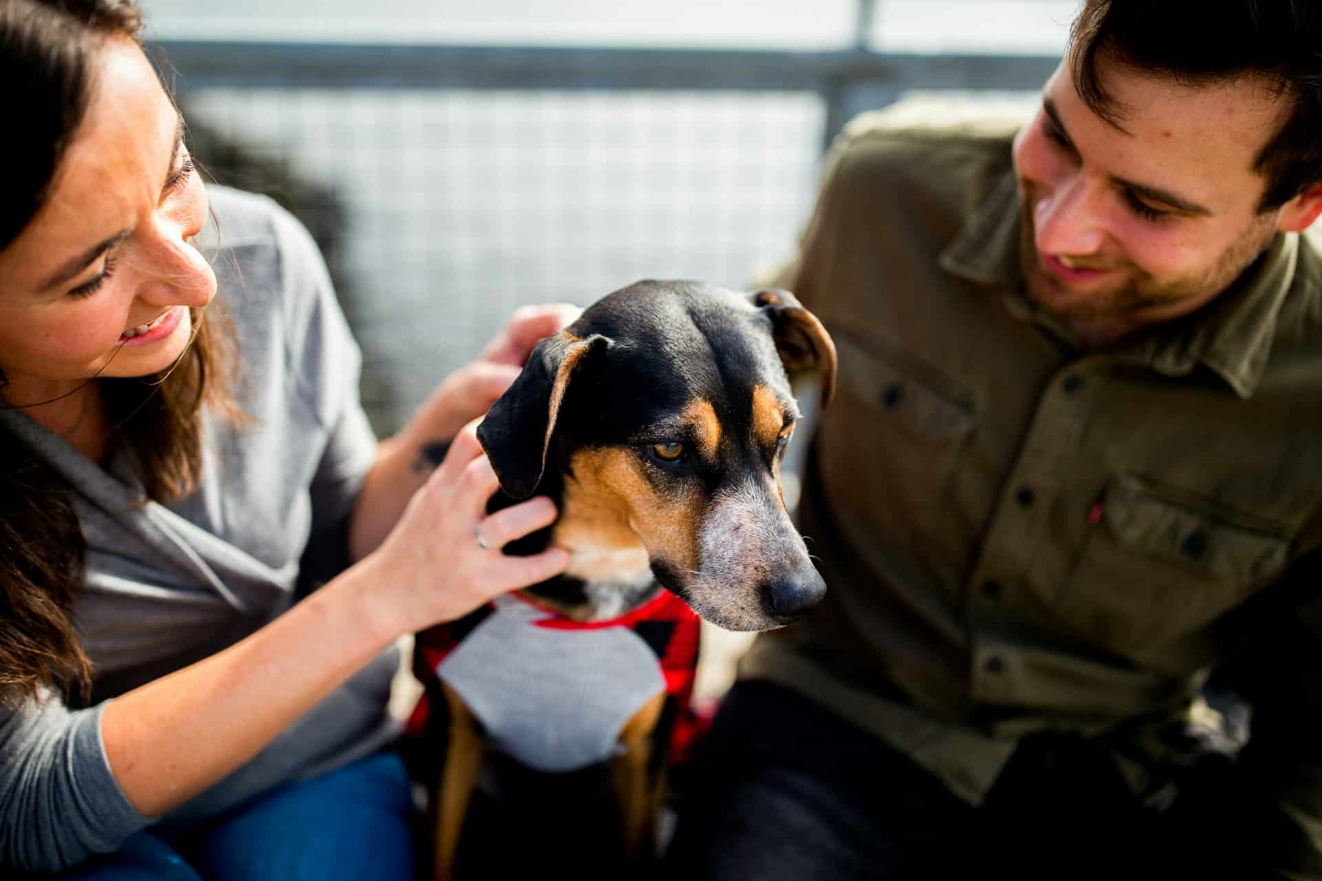 A Good Dog’s Guide to Doggie Daycare