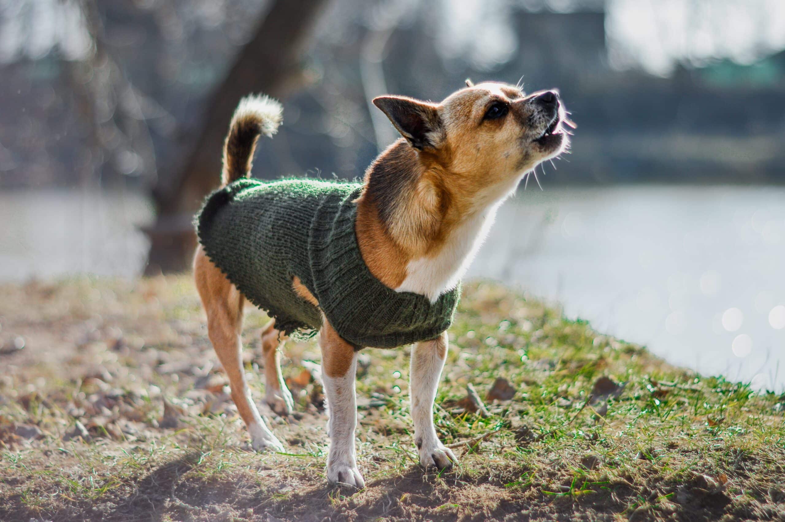 3 Ways to Manage Your Dog’s Barking