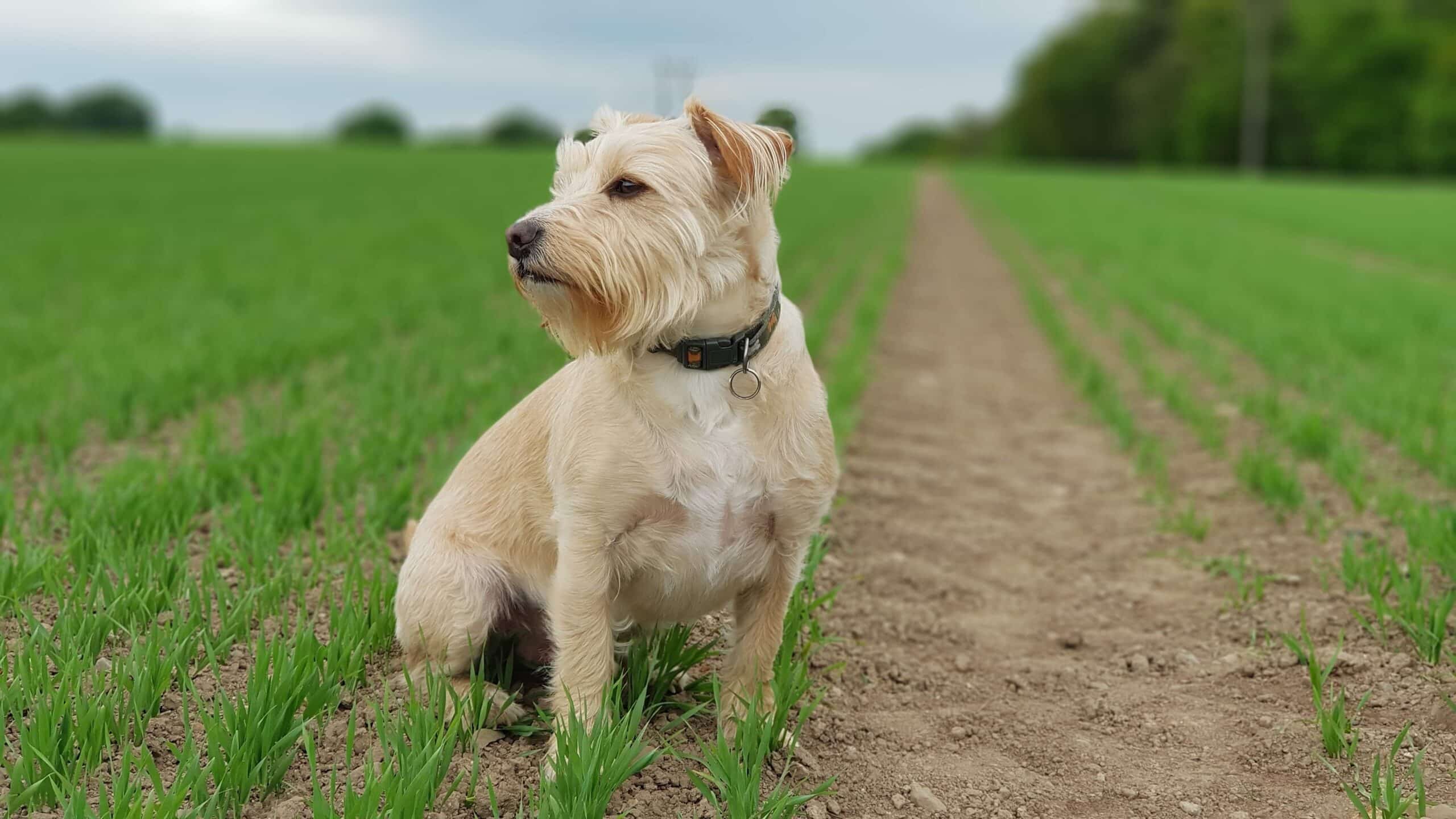 VIPs: Veggies Ideal (for) Pups