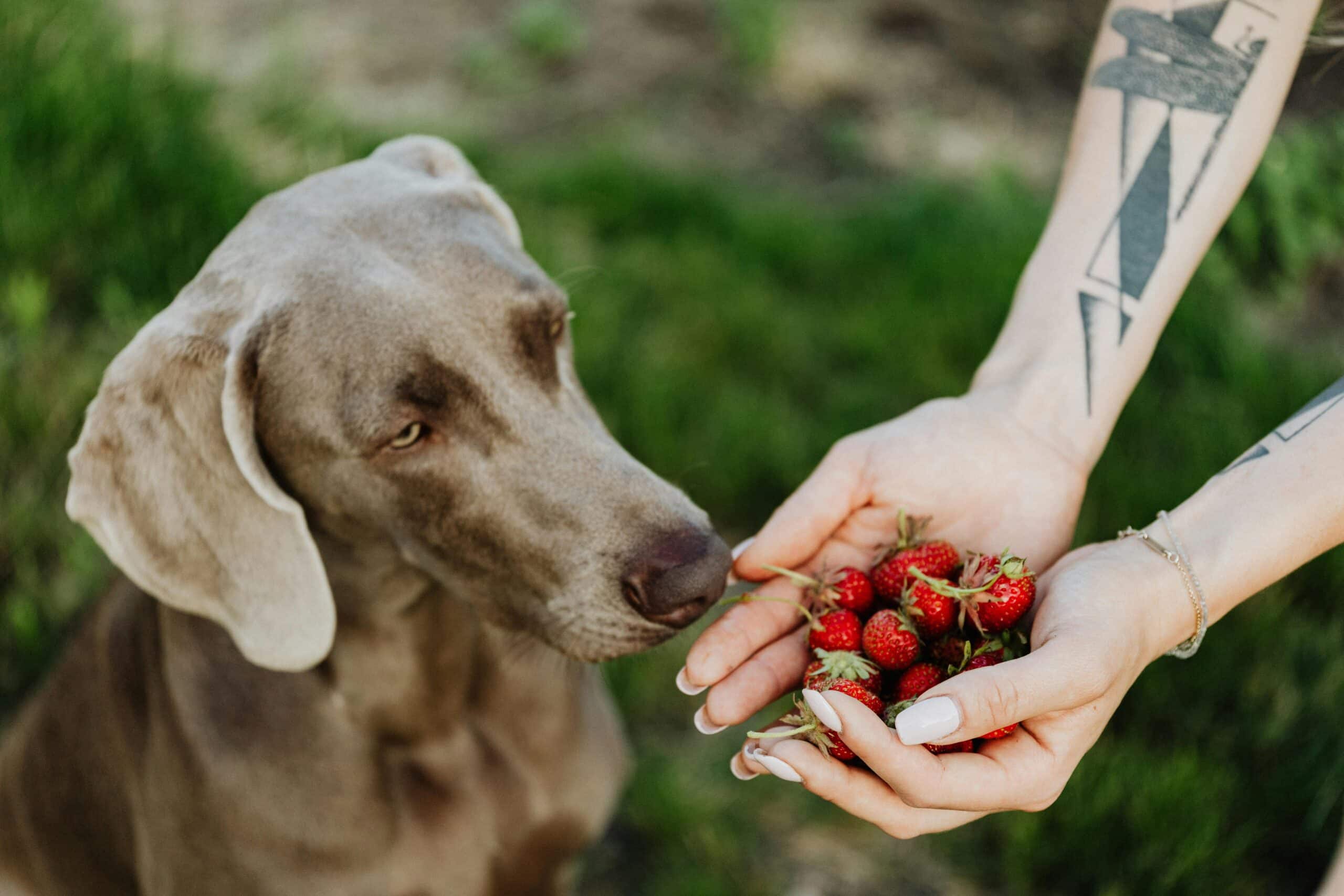 Sa-weet! Fruit You Can Feed your Furry Friend