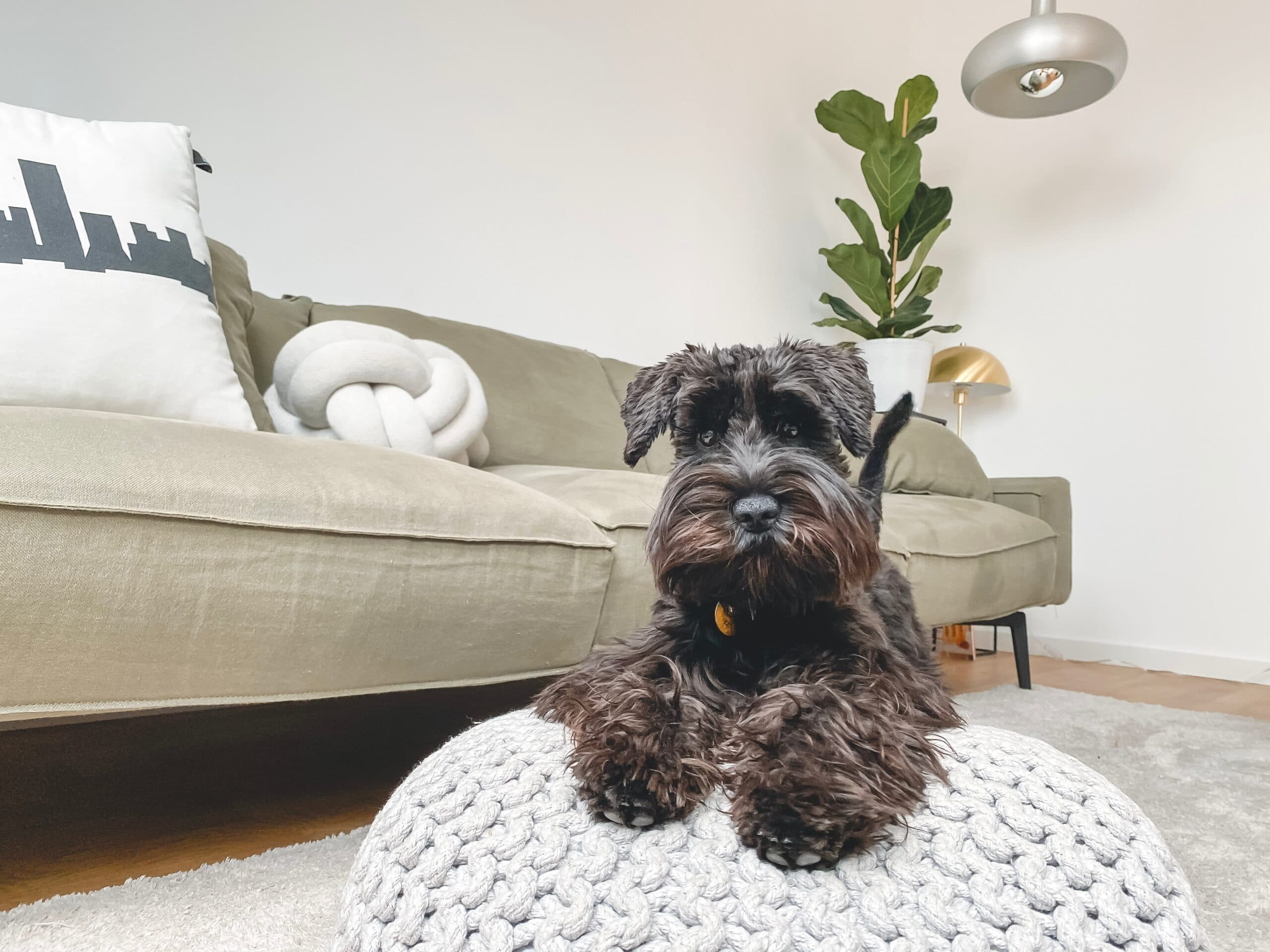 Dog Enrichment: Find It, Pupkin Spice Lattes, & More