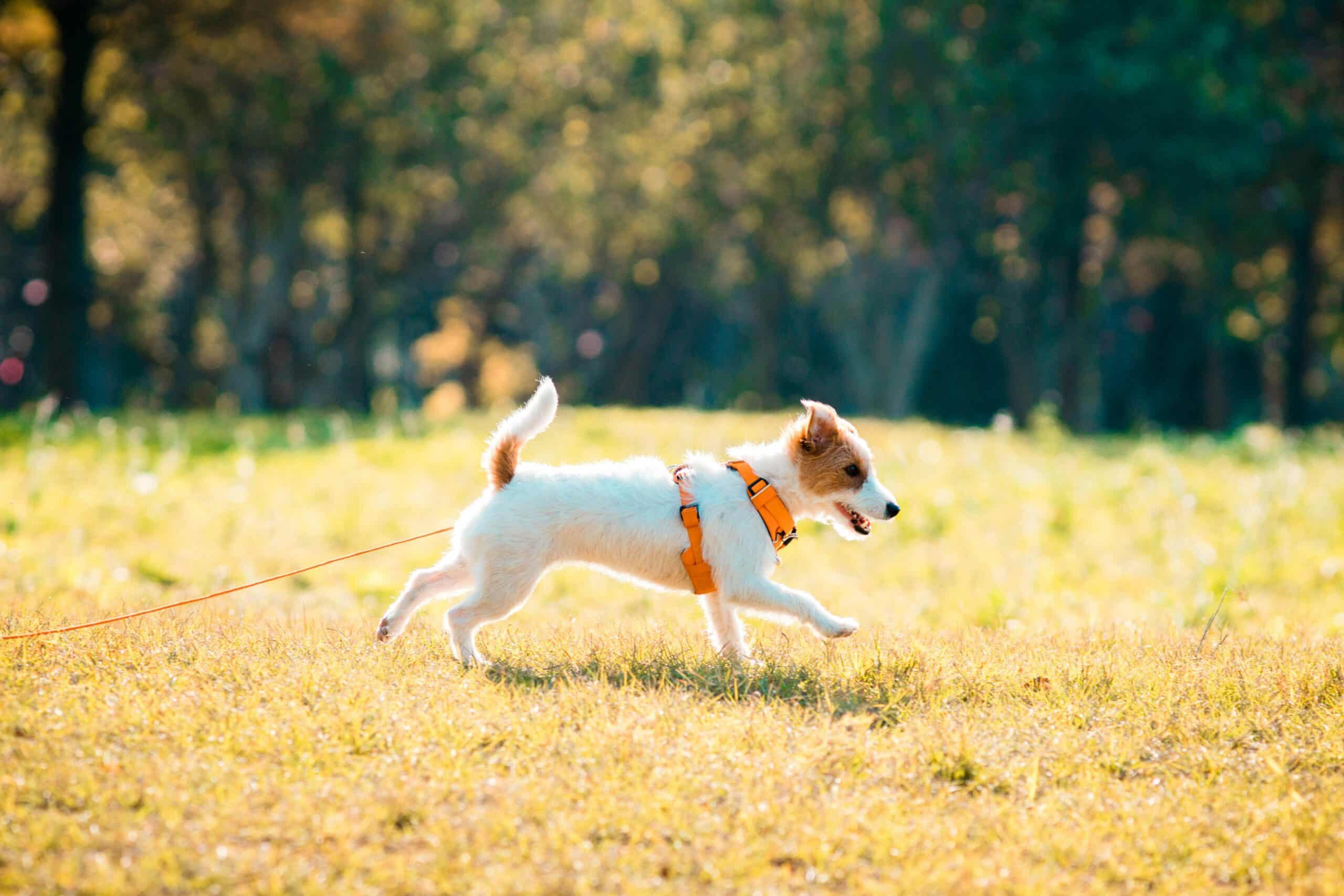 Canine Enrichment: Snuffle Mats, Sniff Walks, & More