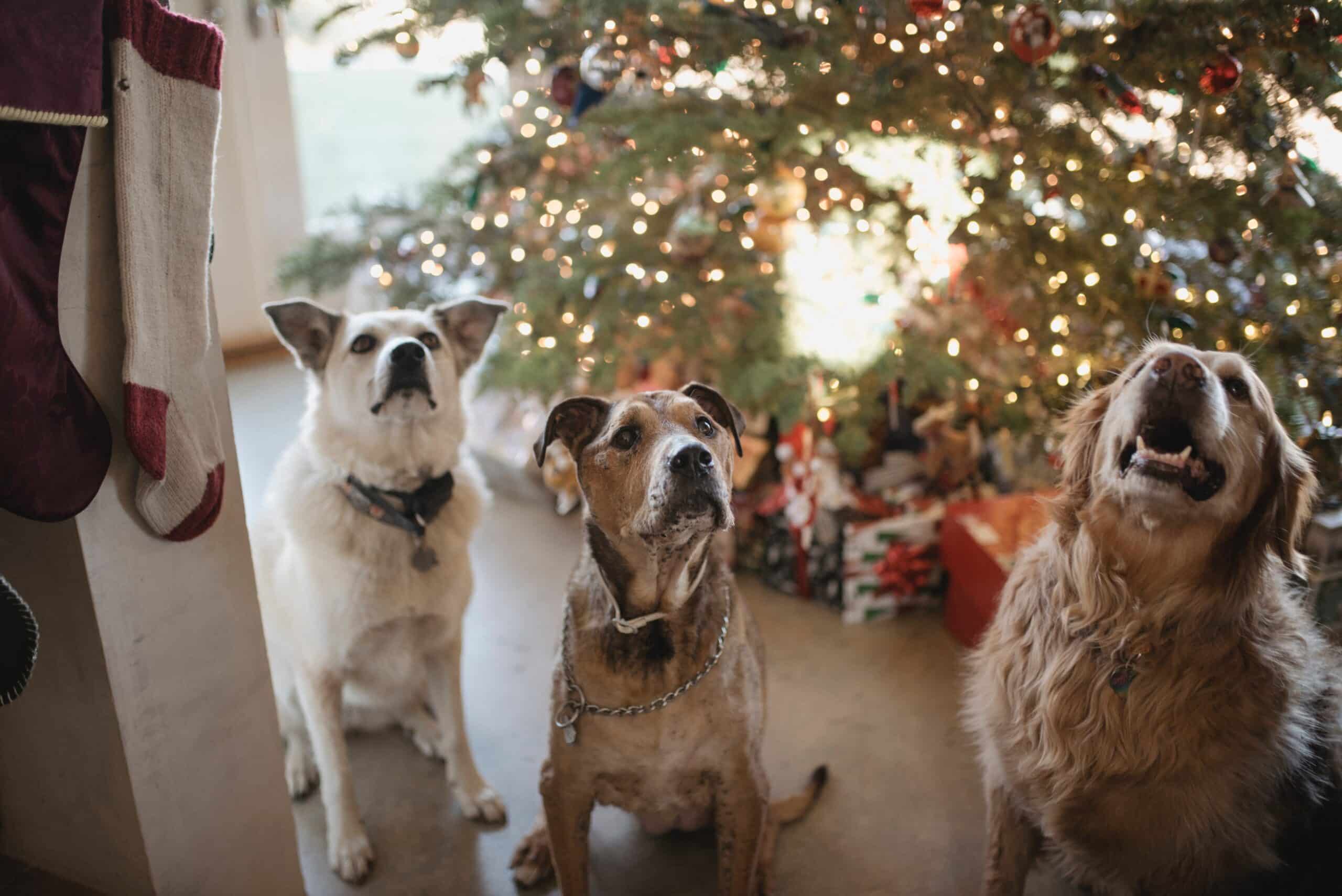 Good Dog Gift Guide: 5 Stocking Stuffers for Dogs