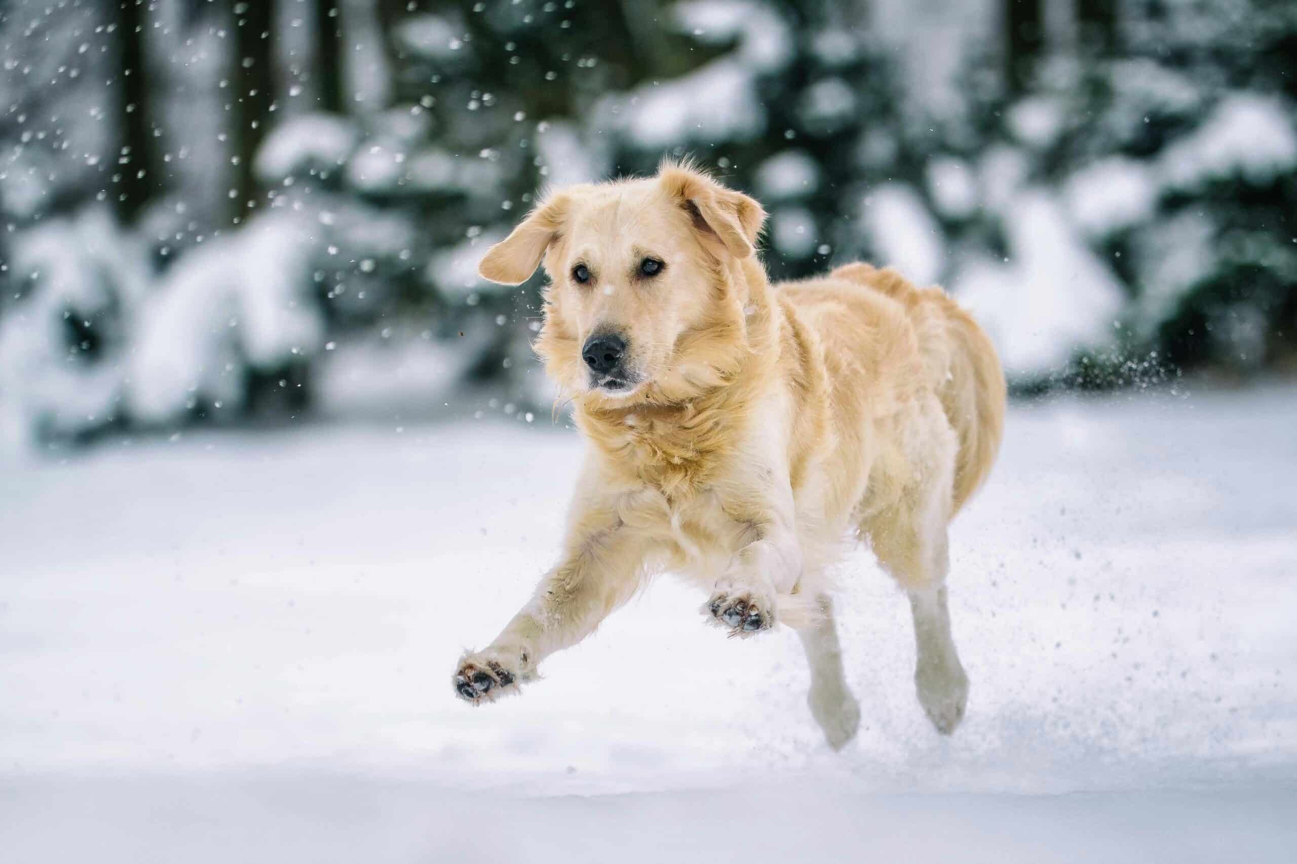 5 Fun Snow Day Activities for Dogs
