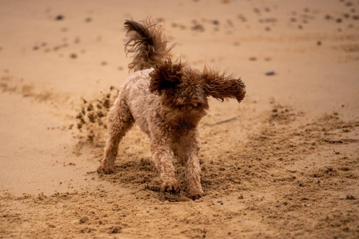 5 Enrichment Ideas for Dogs That Dig
