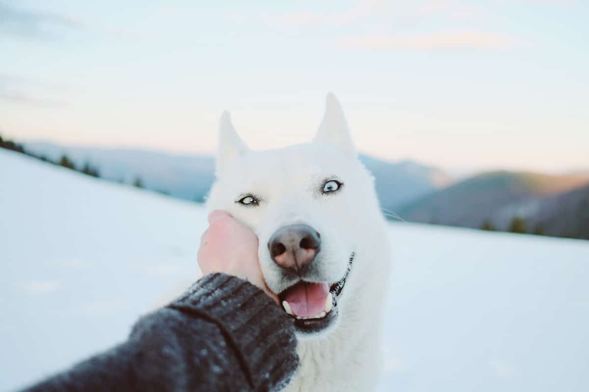The Snow Never Bothered Them Anyway: 7 Cold Weather Dogs