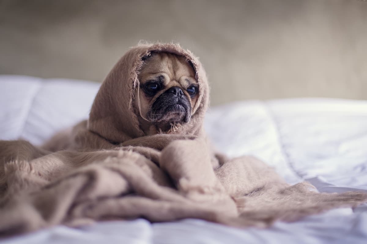 10 Rainy Day Dog Activities to Keep Pups Entertained
