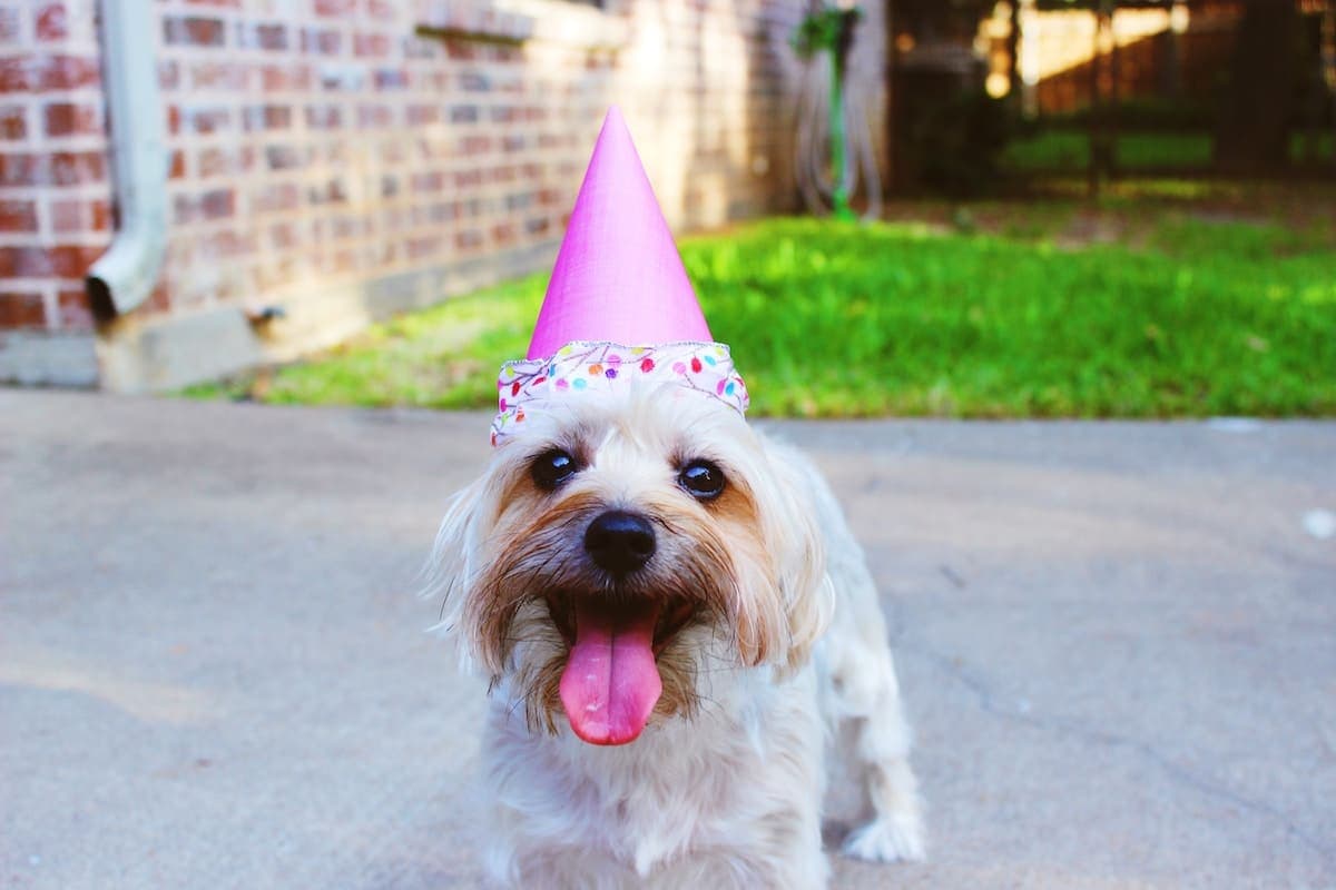 6 Fun Ways to Celebrate Your Dog’s Gotcha Day