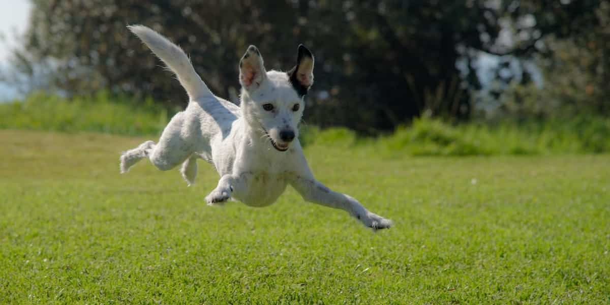 7 Fun Dog-Friendly Backyard Ideas for Any Budget