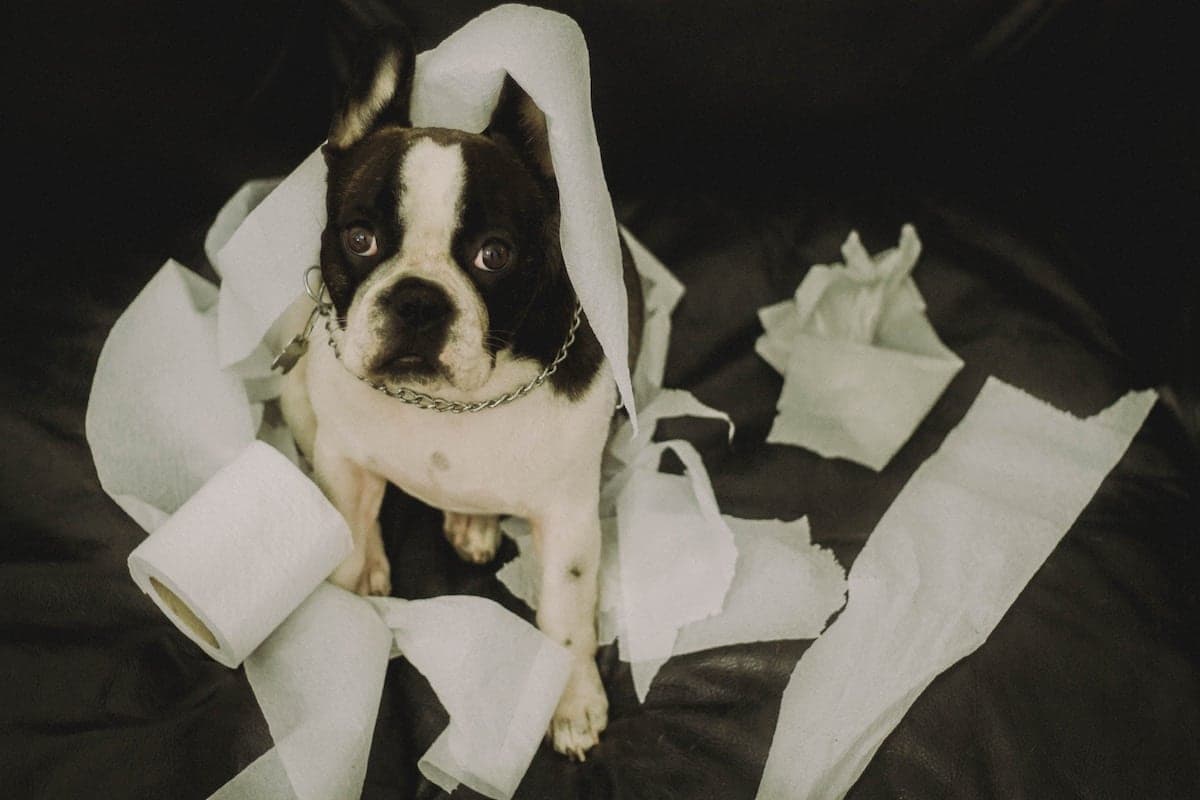 Dog Summer Allergies: Identification & Treatment