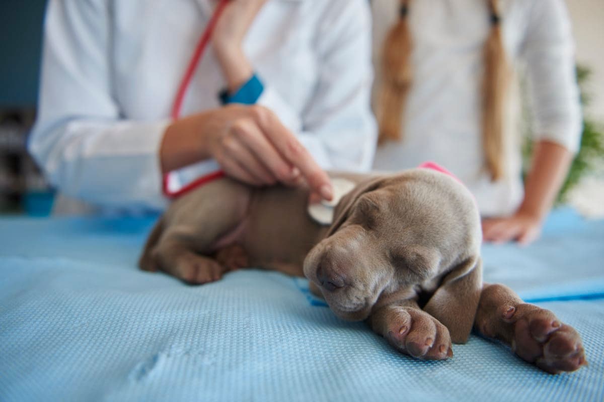 Acupuncture for Dogs: What You Need(le) to Know