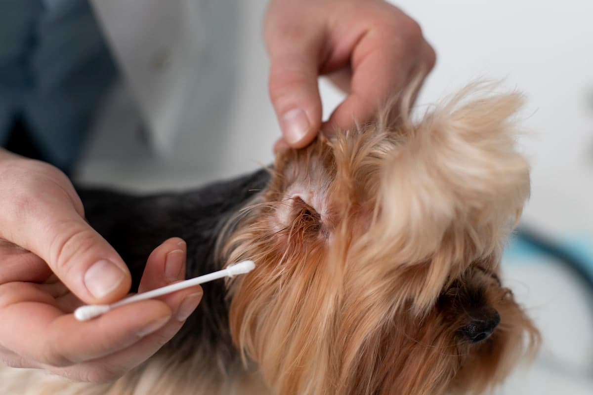 You Heard it Ear First: How To Clean Dog Ears