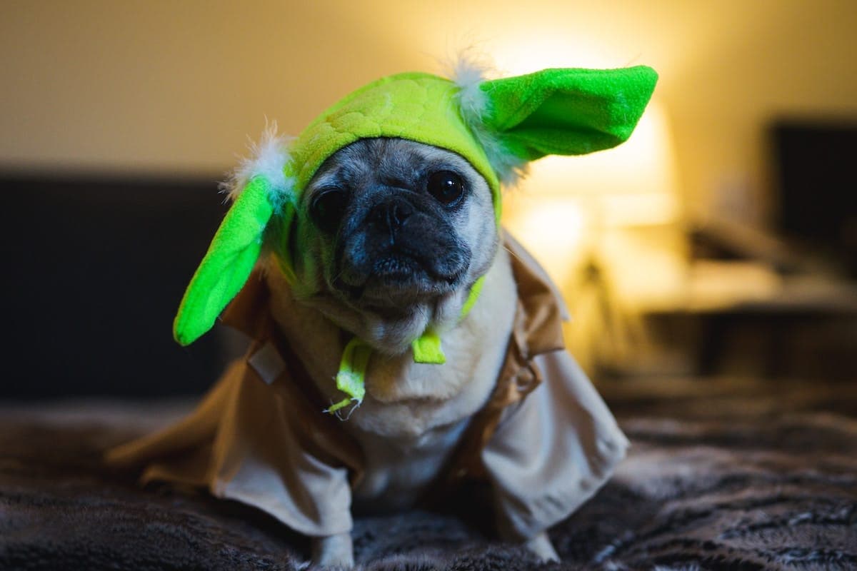 100+ Star Wars Dog Names to Rule the Galaxy