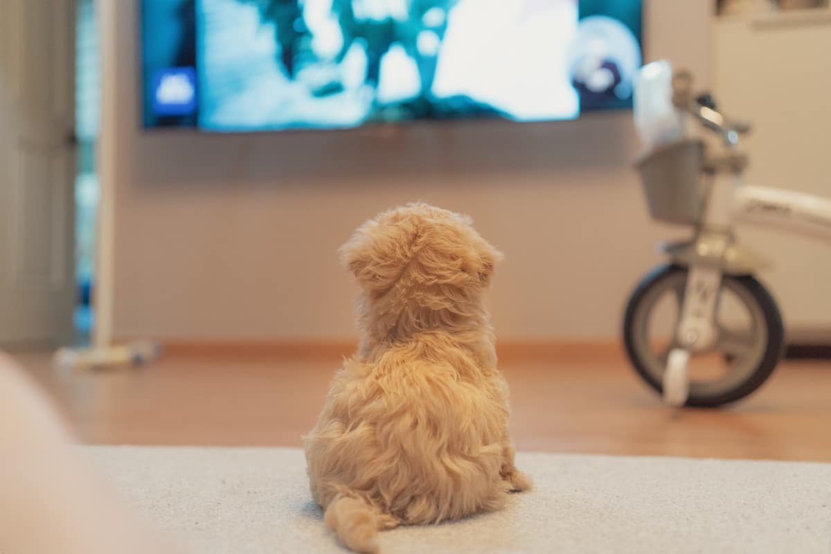 100+ Looney Tunes Names for Your Dog