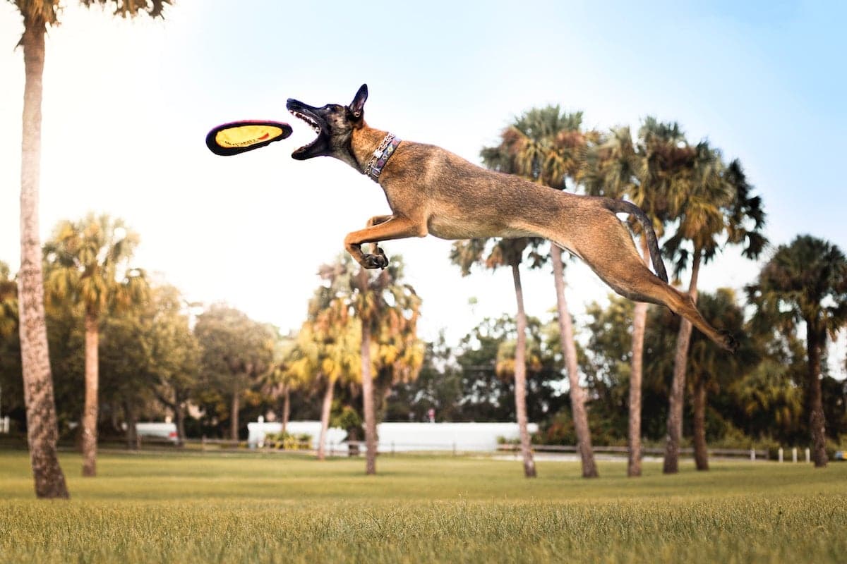 How To Help Your Dog Lose Weight
