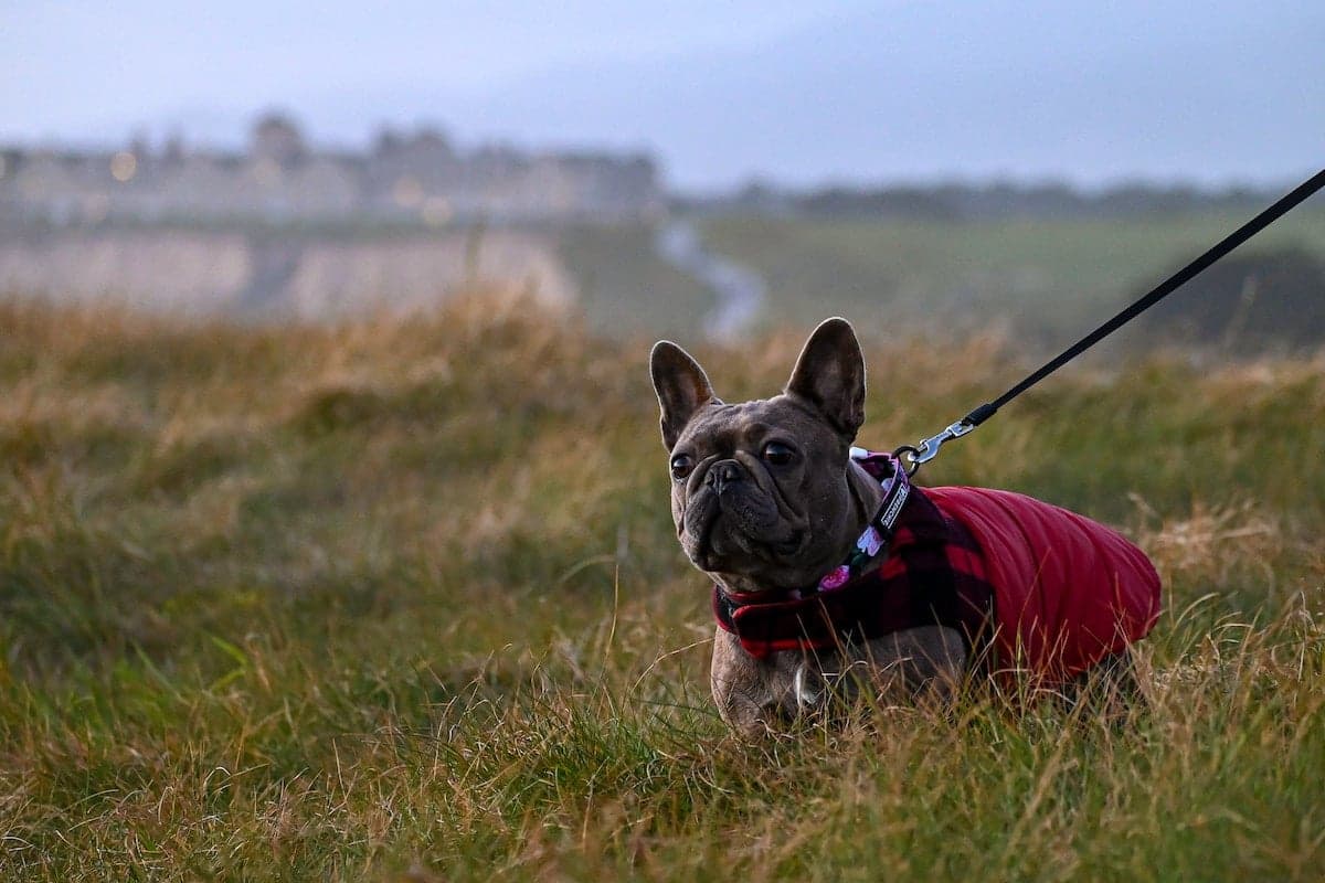 Pupsicle Prevention: Do Dogs Need Coats?
