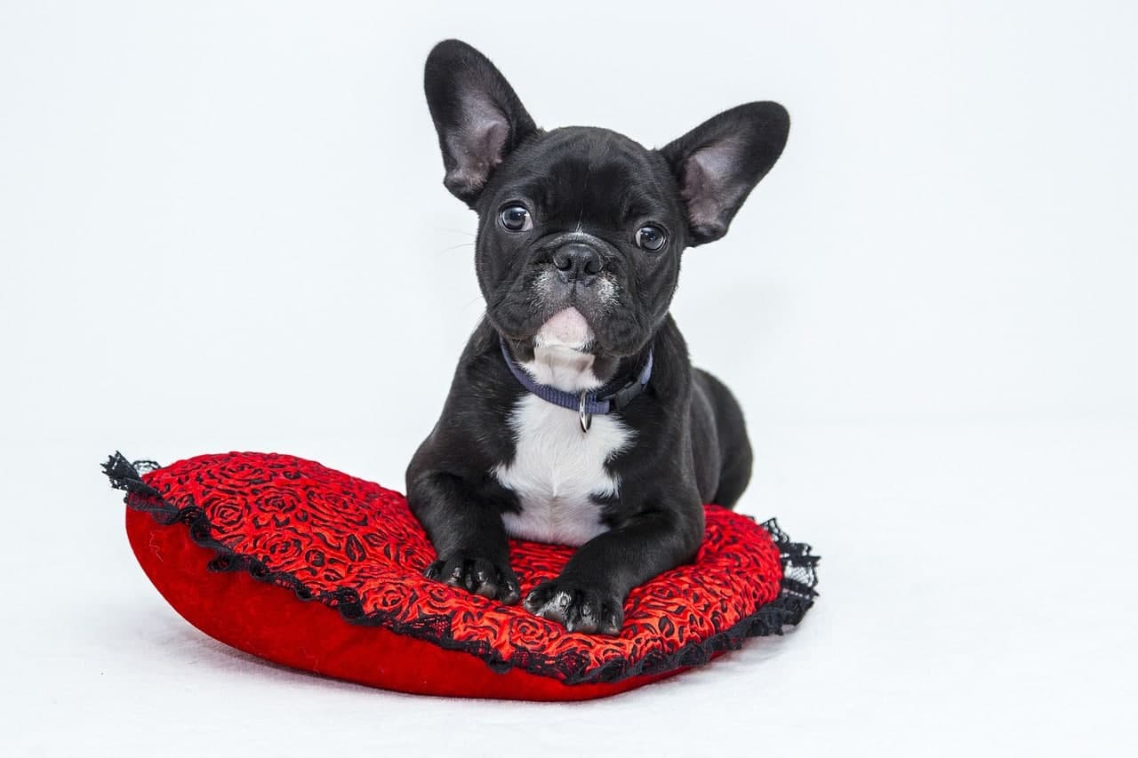 What To Get Your Dog for Valentine’s Day