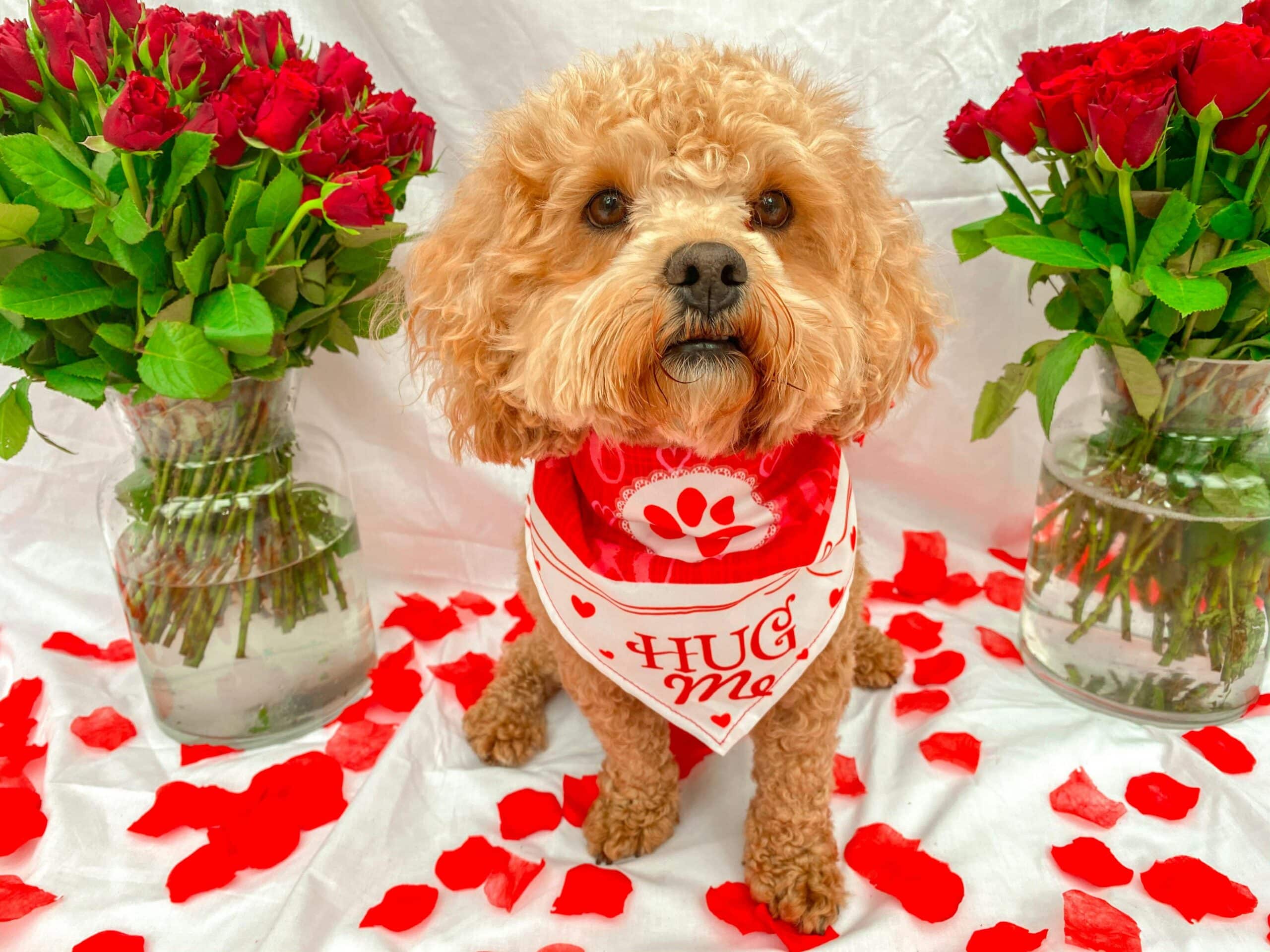 Valentine’s Day Safety Tips for Good Boys and Girls