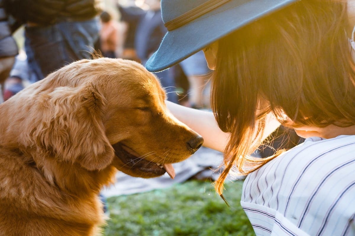 6 Mutts-See Dog-Friendly Chicago Waterfalls