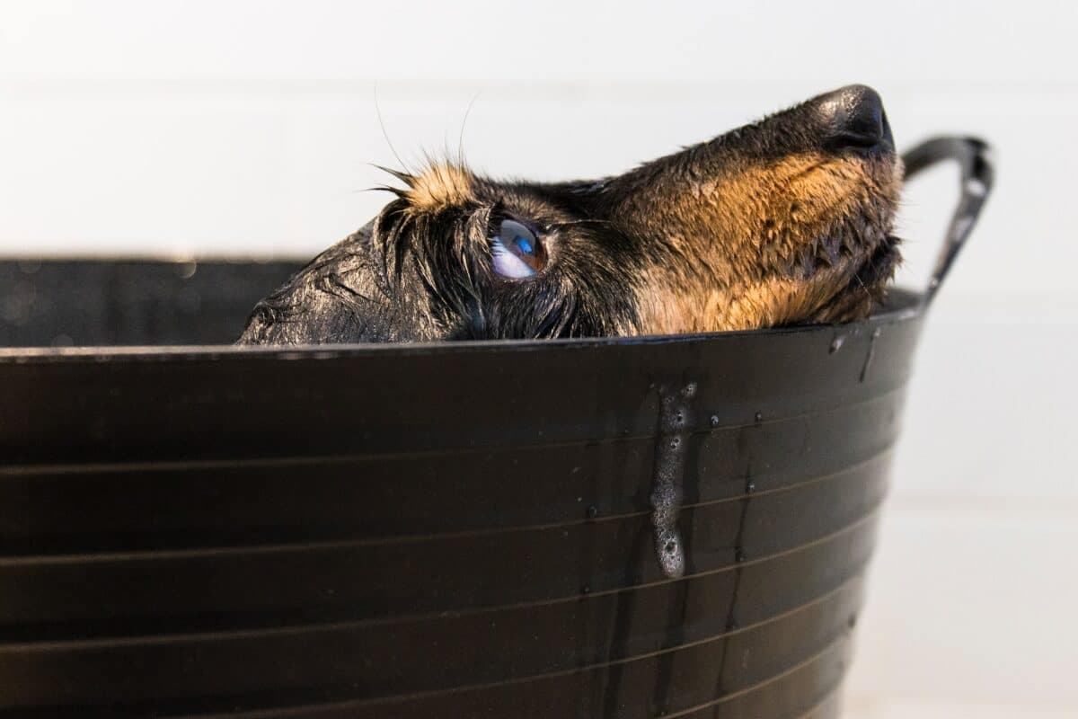 8 Self-Service Dog Washes in Chicago