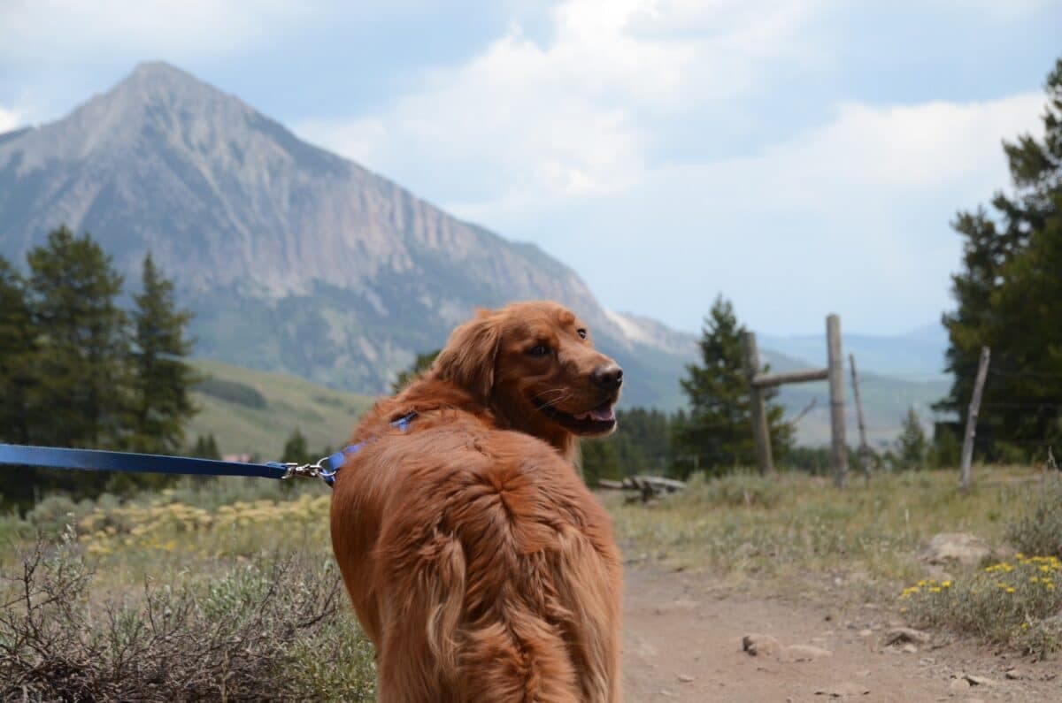 13 Dog-Friendly Hikes in Minnesota