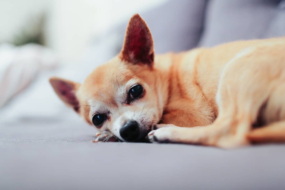 Win a Food, Treat, and Toppers Bundle from NutriSource Pet Foods ($165+ value)