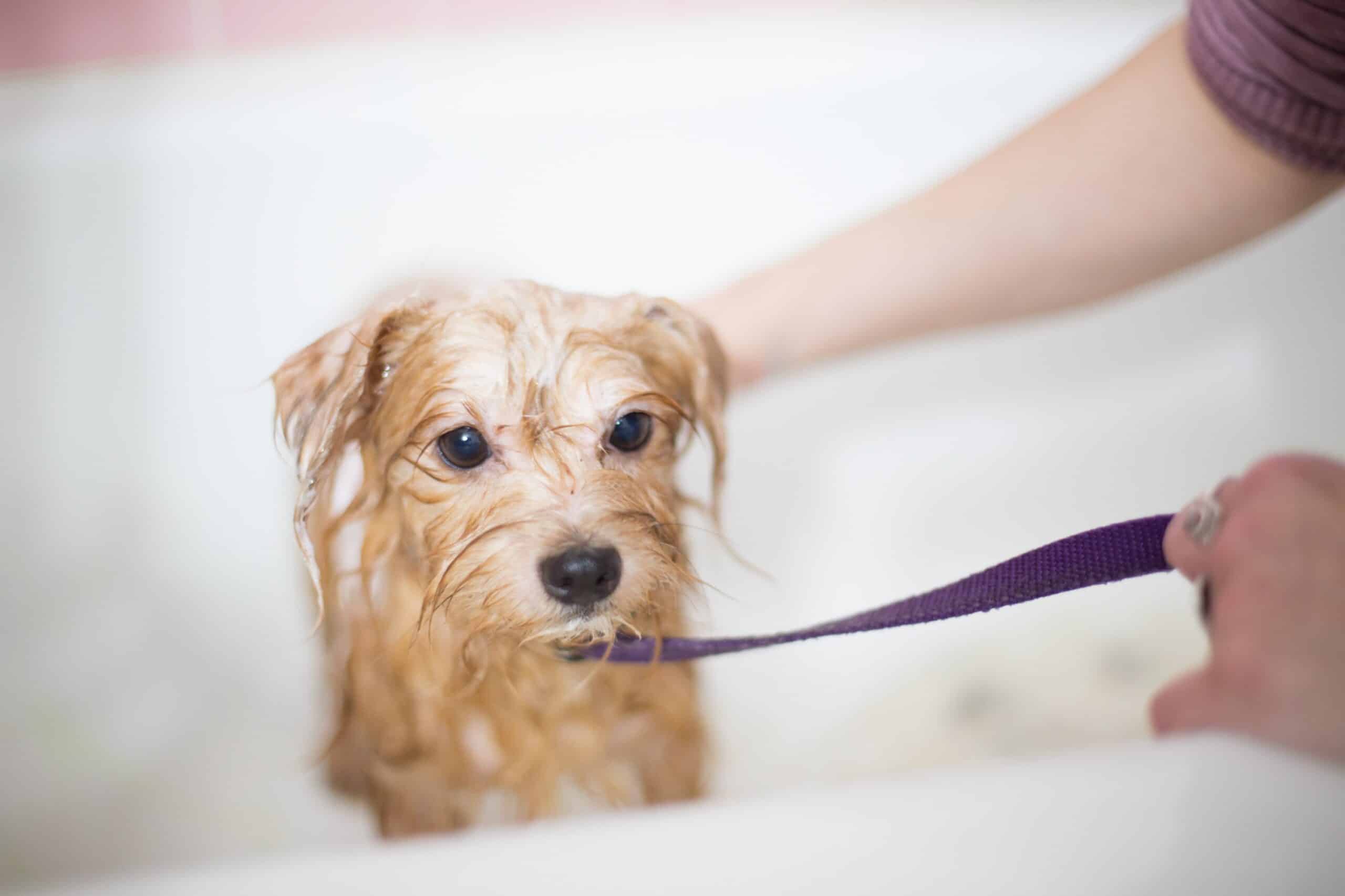 Scrub-a-Dub-Dub: How Often Should You Bathe Your Dog?