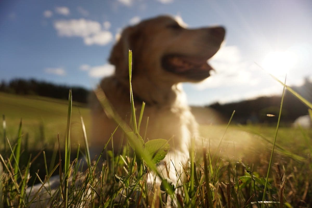 Barkin’ on Sunshine: Your Twin Cities Weekend