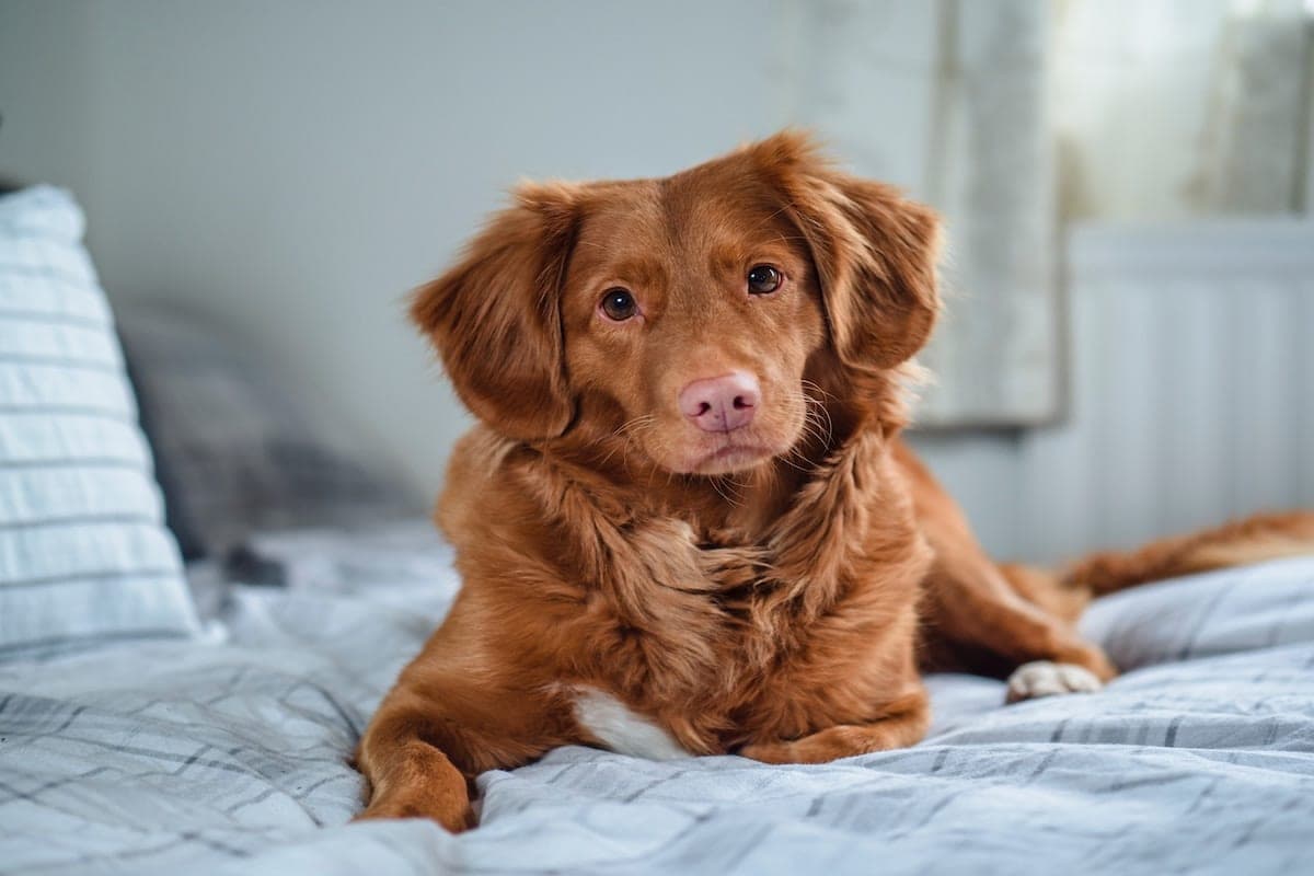 No Yard? No Problem! Check Out SniffSpot—The Airbnb For Dogs