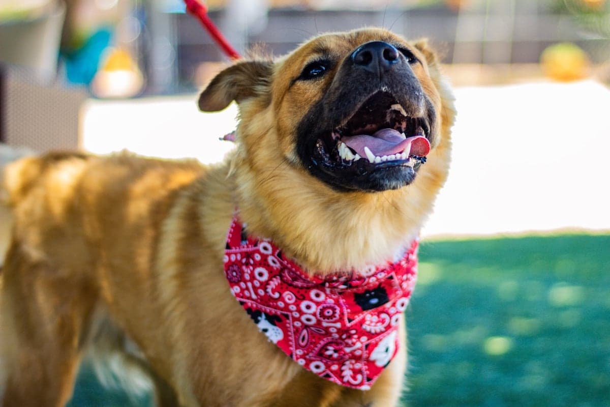 Racing Into The Weekend: Your Dog-Friendly Chicago To-Dos