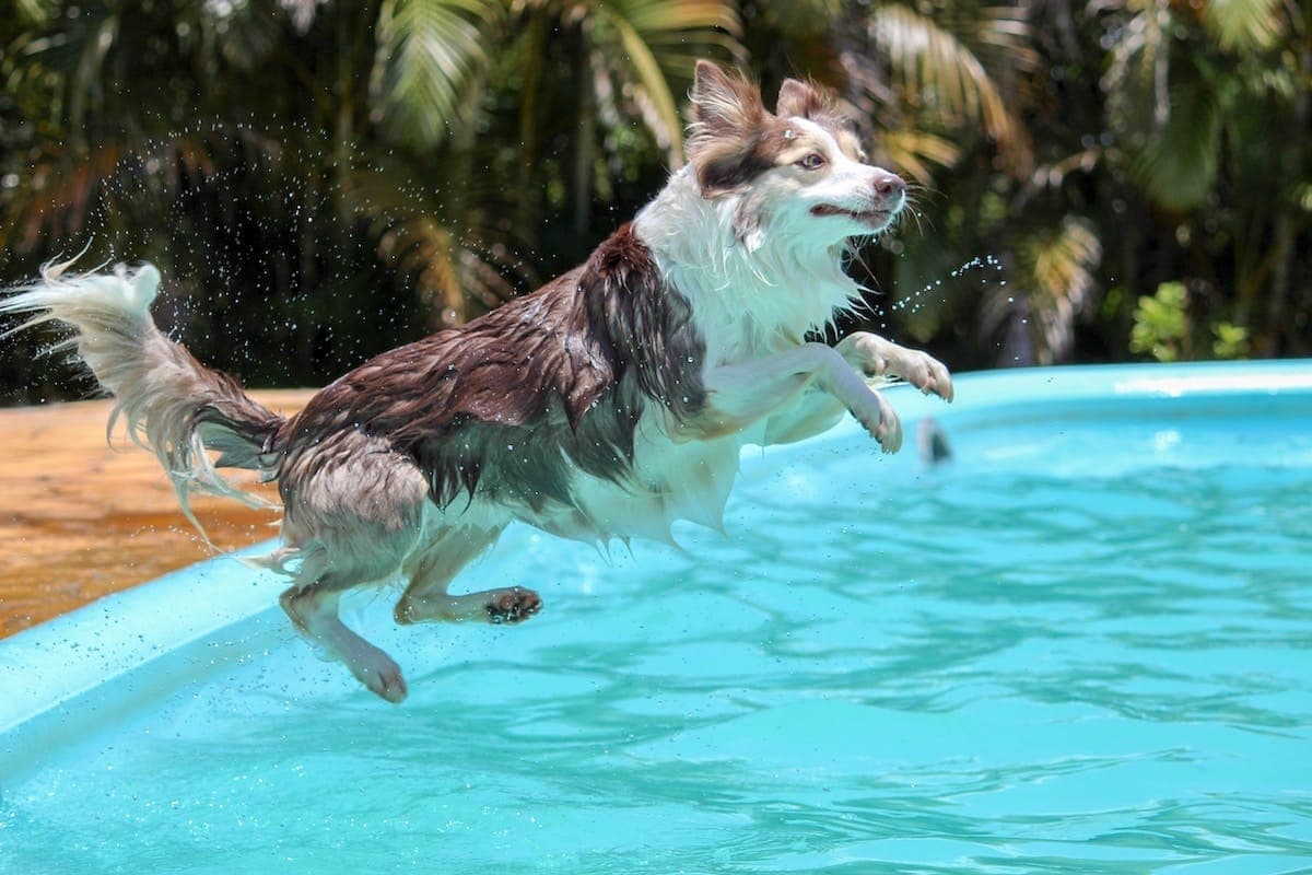 Patios and Pool Pawties: Your Denver Weekend With Pup