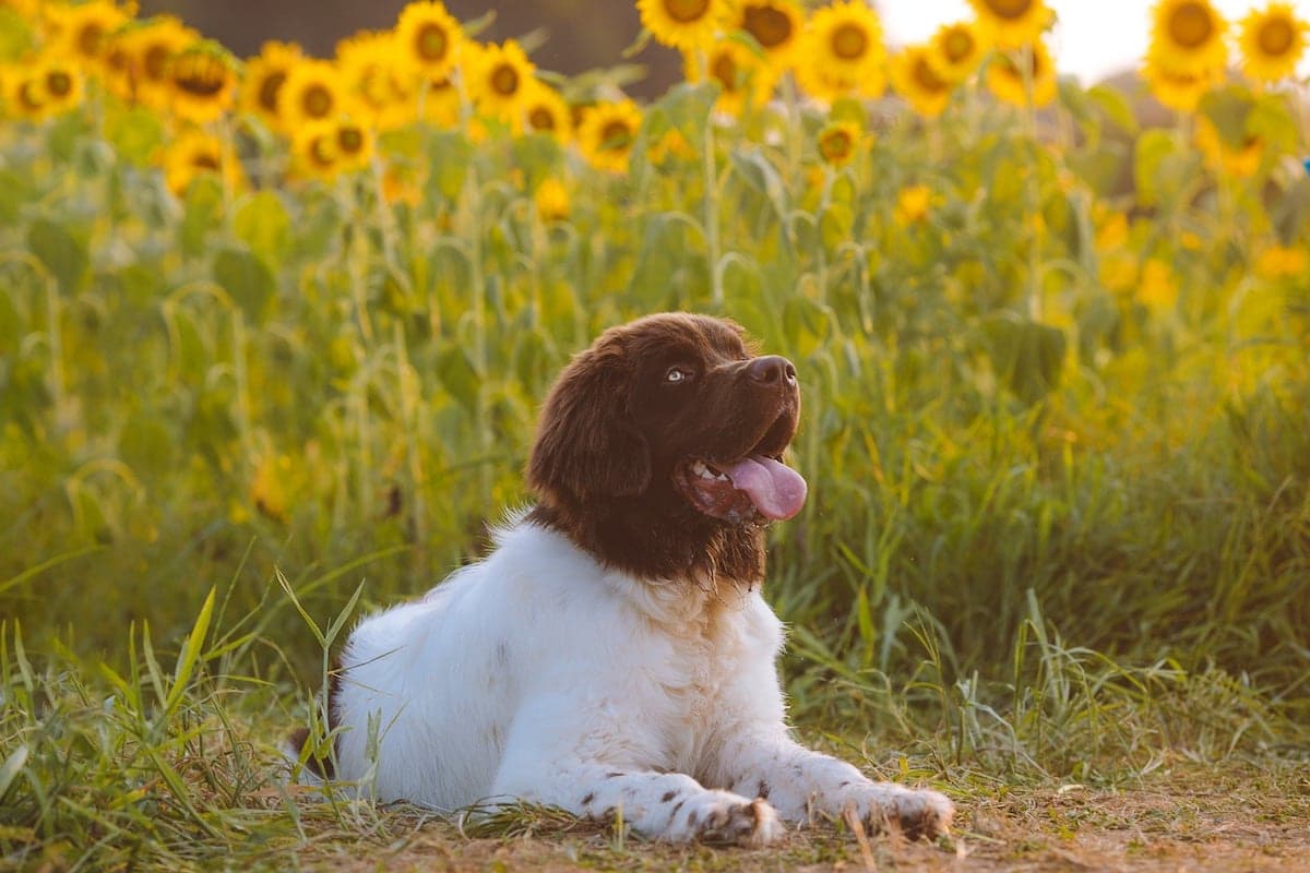 Dog-Friendly Sunflower Fields in Washington State