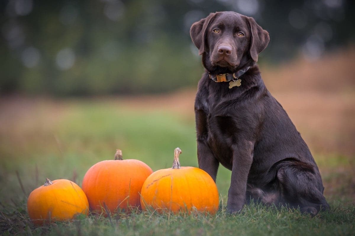 Dog-Friendly Pumpkin Patches in Minnesota