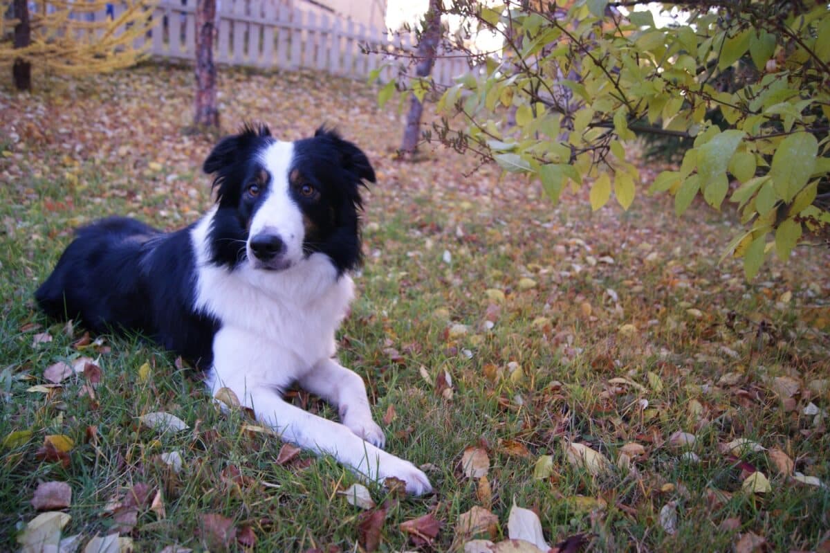 Minnesota Apple Orchards That Allow Dogs