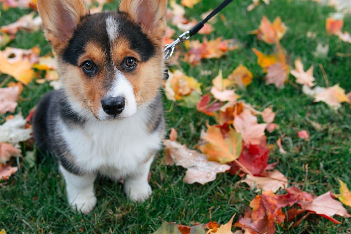 Dog-Friendly Fall Activities to Have a Gourd Time