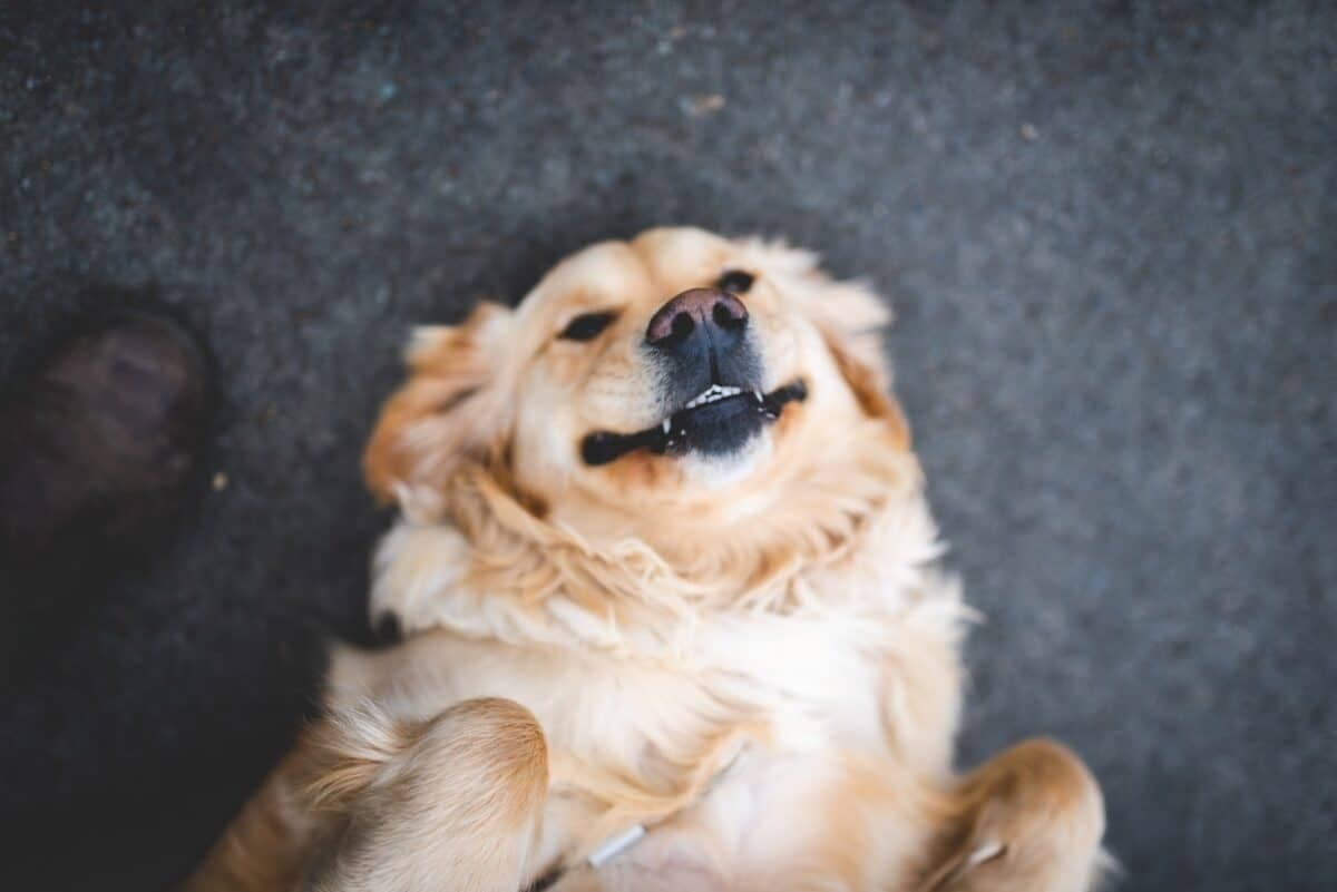 Win $210+ in Treats From Redbarn Pet Products