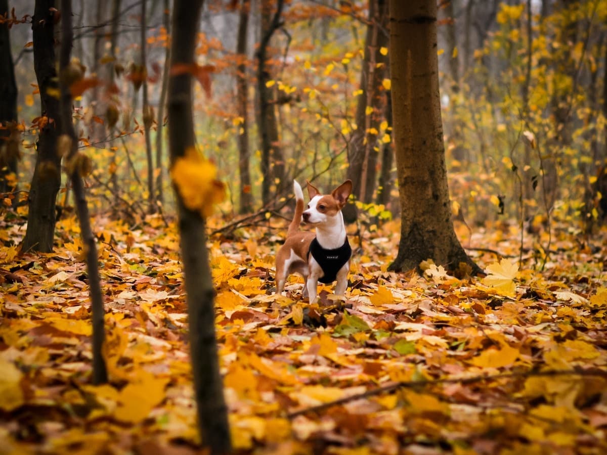 Your Fall Fair Weekend in Denver