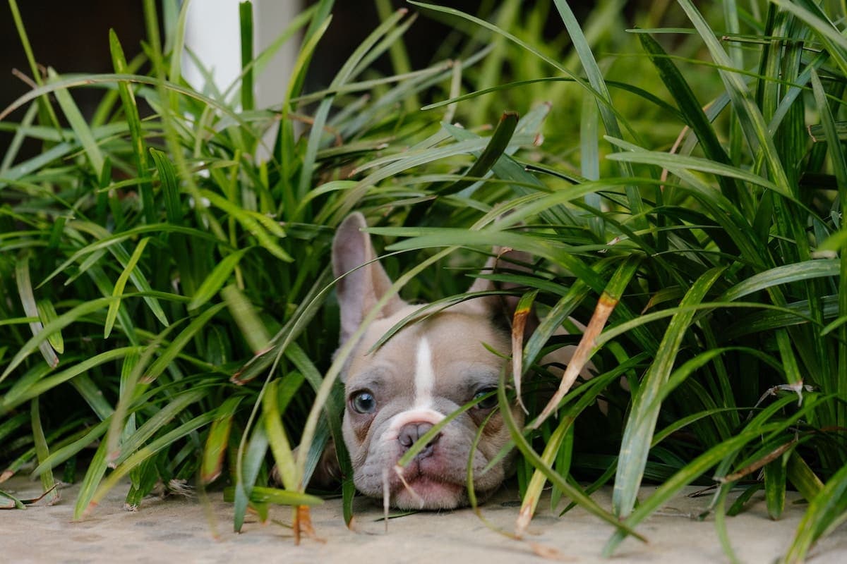 7 Easy and Dog-Safe Indoor Plants