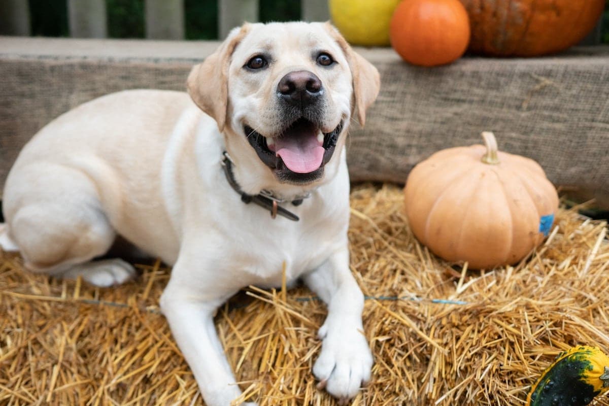 6 Washington Pumpkin Patches for Your Pup-kin