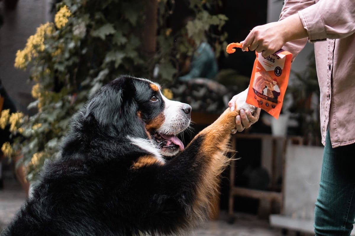 Win Two Toy & Treat Bundles from AERC ($100 value)