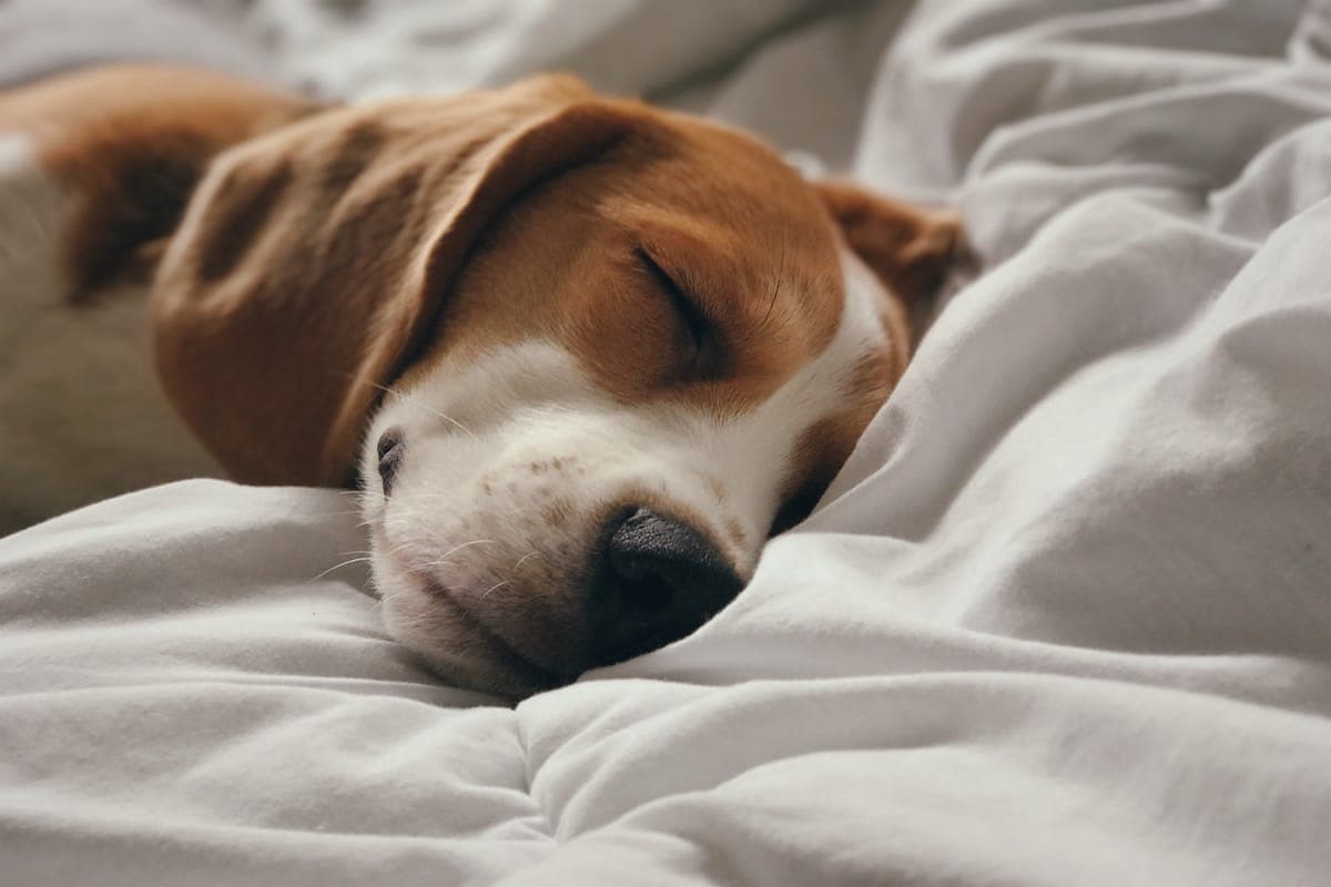 Win a Blanket & Bedding Set from Bare Home ($200 Value)