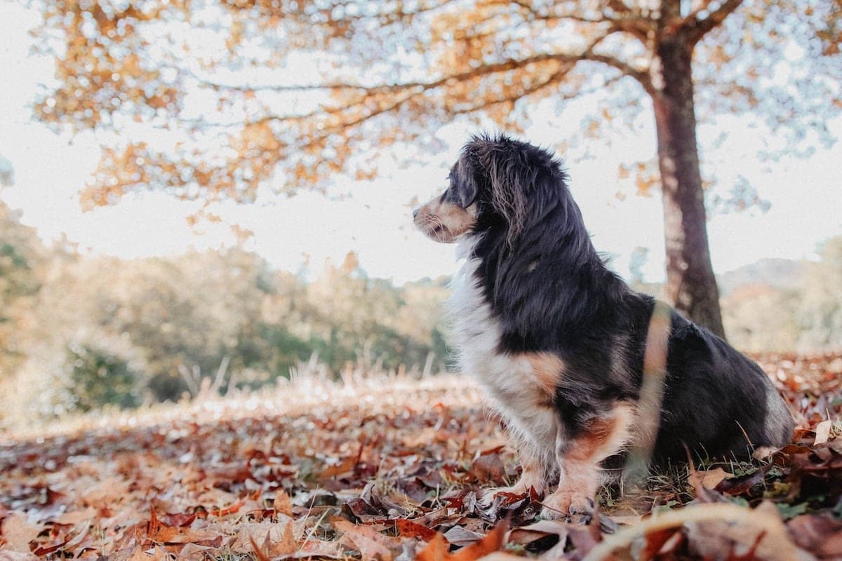 Dog Friendly Fall Drives Near Seattle for Peak Foliage