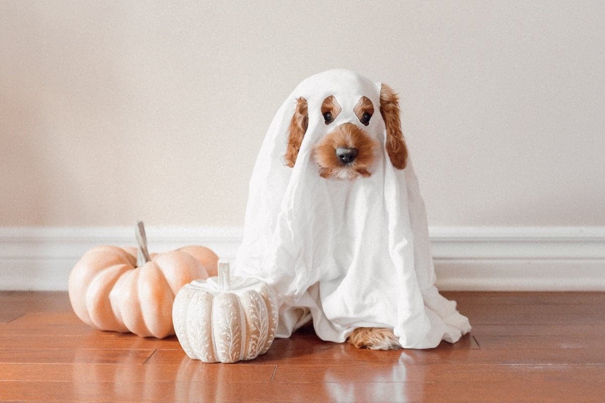 5 Last-Minute DIY Halloween Costumes For Dogs