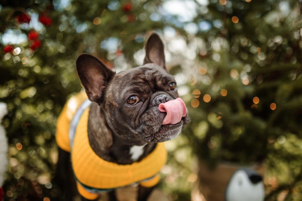8 Dog-Friendly Christmas Tree Farms Near Chicago