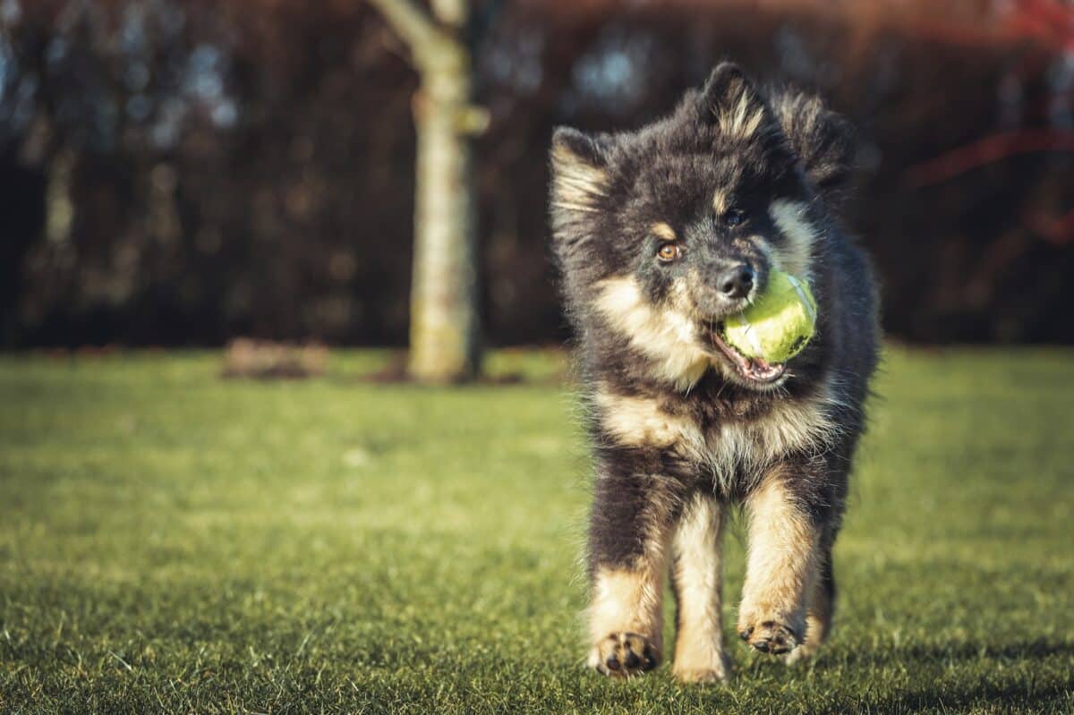 When It’s Ruff Outside: Chicago Indoor Dog Parks