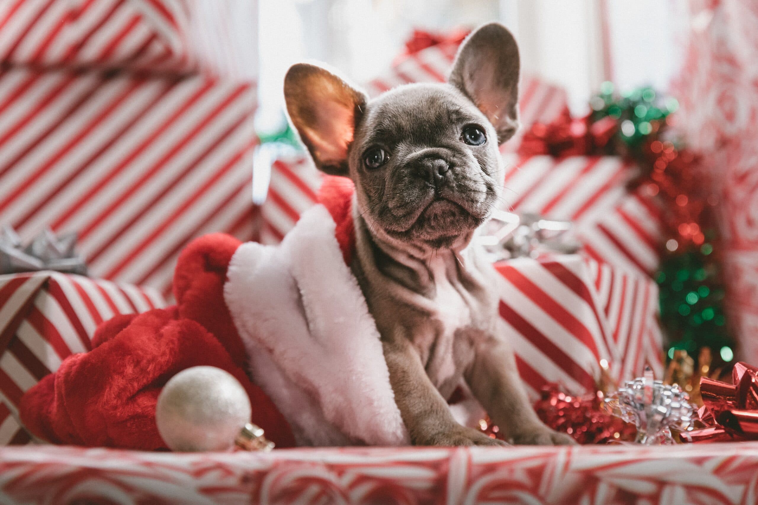 Deck the Paws: Christmas Safety for Dogs
