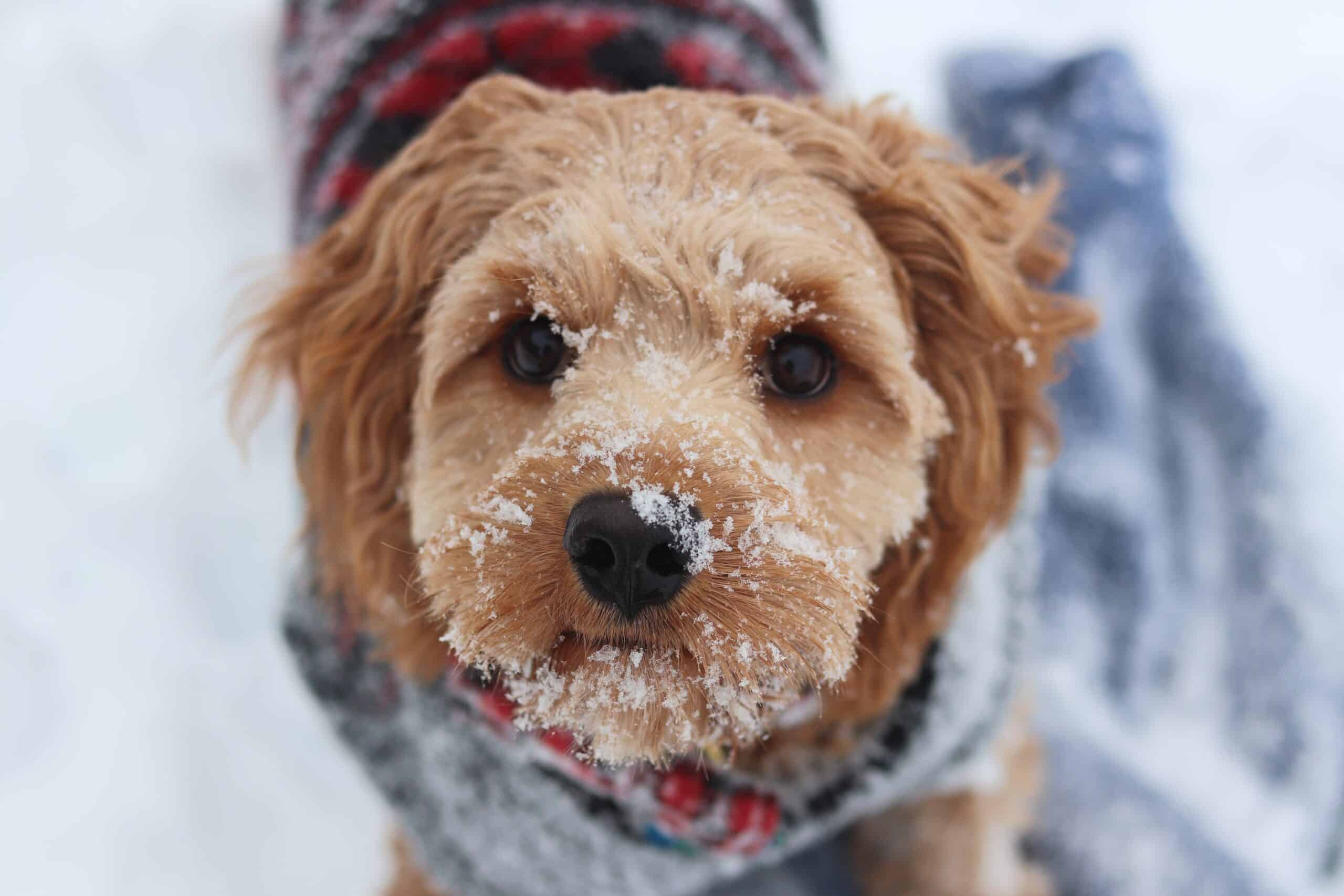 Winterize that Pup! Winter Safety Tips for Dogs