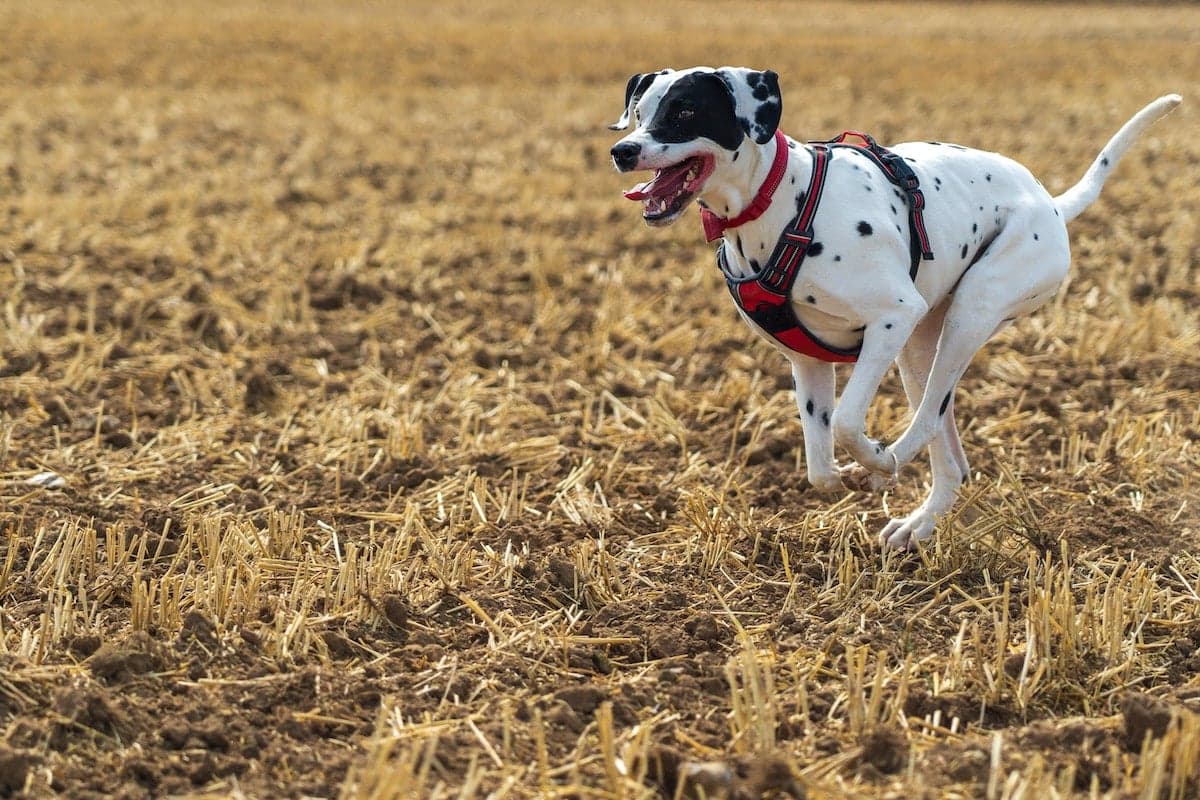 Fitness Goals: Denver Indoor Places to Walk Dogs