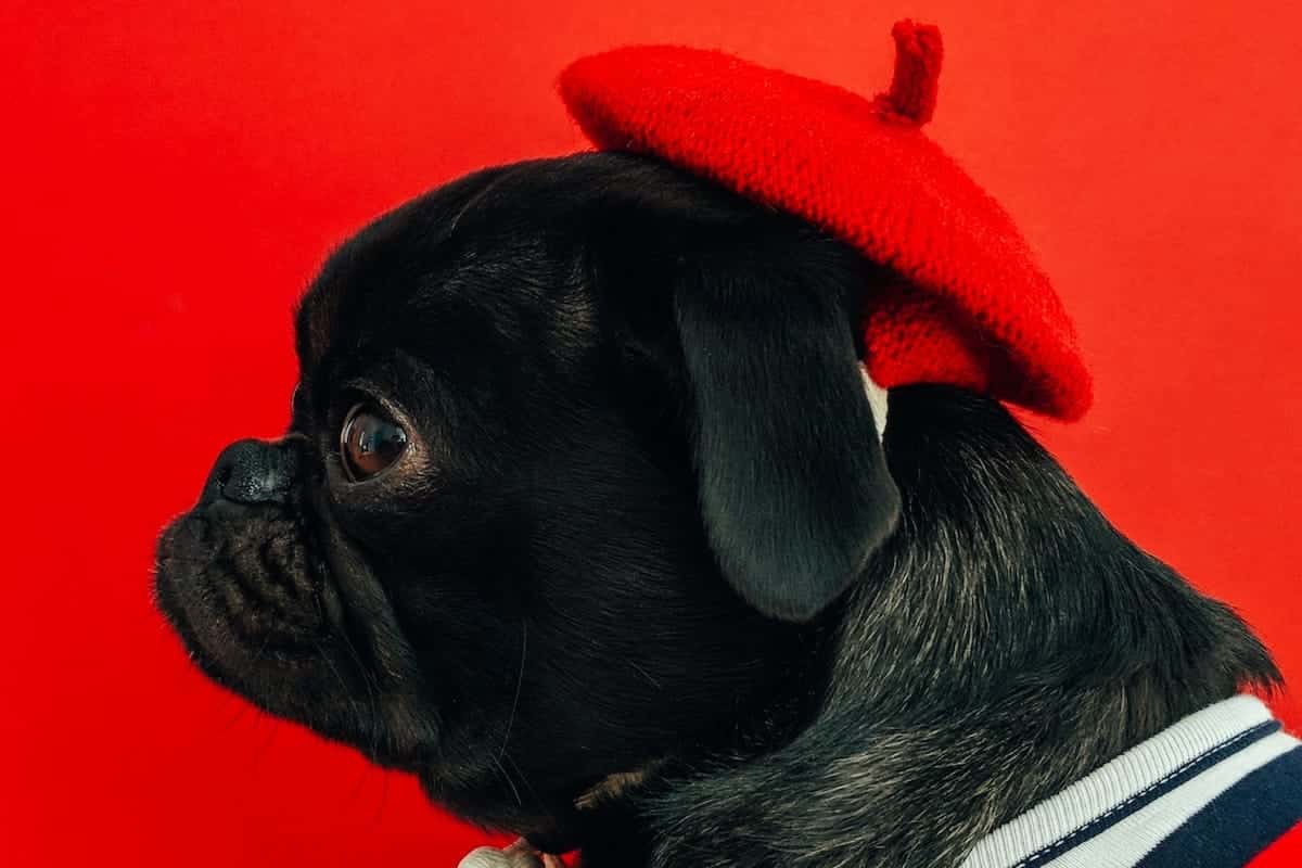 Say Oui to 100+ French Dog Names