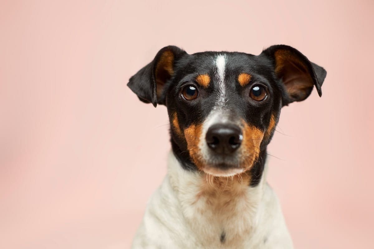 Anticipating the Loss of a Pet: How to Cope with Anticipatory Grief